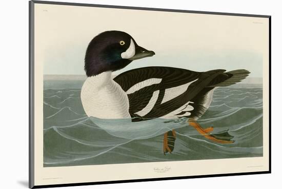 Golden-eye Duck-John James Audubon-Mounted Art Print