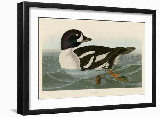 Golden-eye Duck-John James Audubon-Framed Art Print