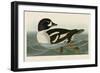 Golden-eye Duck-John James Audubon-Framed Art Print