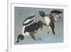 Golden-Eye Duck-John James Audubon-Framed Premium Giclee Print