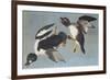 Golden-Eye Duck-John James Audubon-Framed Premium Giclee Print