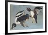 Golden-Eye Duck-John James Audubon-Framed Premium Giclee Print