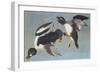 Golden-Eye Duck-John James Audubon-Framed Art Print