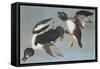 Golden-Eye Duck-John James Audubon-Framed Stretched Canvas