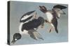 Golden-Eye Duck-John James Audubon-Stretched Canvas