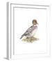 Golden Eye (Female)-C^T^N^ Ackland-Framed Premium Giclee Print