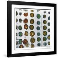 Golden Eye-Lynn Basa-Framed Giclee Print