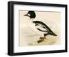 Golden Eye-Beverley R. Morris-Framed Giclee Print