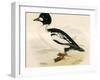 Golden Eye-Beverley R. Morris-Framed Giclee Print