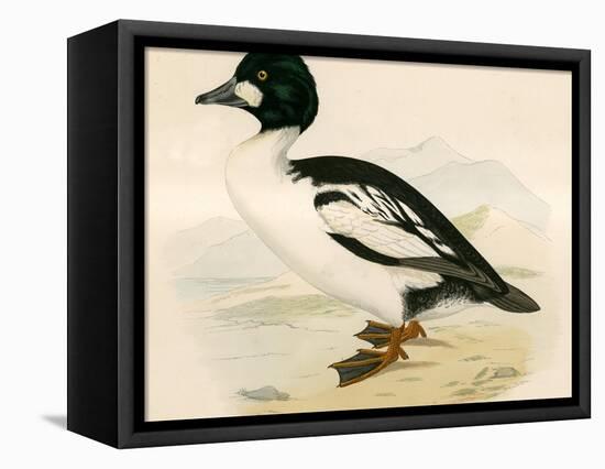 Golden Eye-Beverley R. Morris-Framed Stretched Canvas