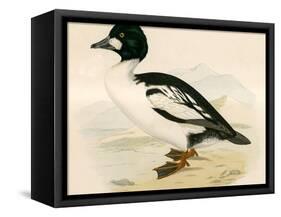 Golden Eye-Beverley R. Morris-Framed Stretched Canvas