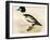 Golden Eye-Beverley R. Morris-Framed Premium Giclee Print