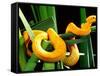 Golden Eyelash Viper-David Northcott-Framed Stretched Canvas