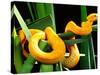 Golden Eyelash Viper-David Northcott-Stretched Canvas