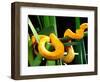 Golden Eyelash Viper-David Northcott-Framed Photographic Print