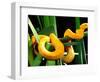 Golden Eyelash Viper-David Northcott-Framed Photographic Print