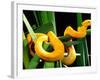 Golden Eyelash Viper-David Northcott-Framed Photographic Print