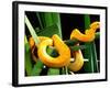 Golden Eyelash Viper-David Northcott-Framed Photographic Print