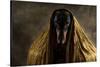 Golden Eyes-Heike Willers-Stretched Canvas