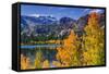 Golden Fall Aspen at June Lake, Inyo National Forest, Sierra Nevada Mountains, California, Usa-Russ Bishop-Framed Stretched Canvas