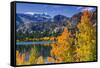 Golden Fall Aspen at June Lake, Inyo National Forest, Sierra Nevada Mountains, California, Usa-Russ Bishop-Framed Stretched Canvas