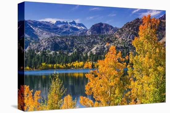 Golden Fall Aspen at June Lake, Inyo National Forest, Sierra Nevada Mountains, California, Usa-Russ Bishop-Stretched Canvas