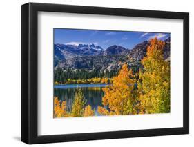 Golden Fall Aspen at June Lake, Inyo National Forest, Sierra Nevada Mountains, California, Usa-Russ Bishop-Framed Photographic Print