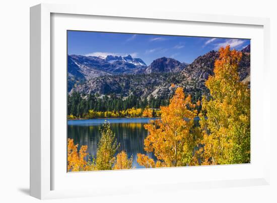 Golden Fall Aspen at June Lake, Inyo National Forest, Sierra Nevada Mountains, California, Usa-Russ Bishop-Framed Photographic Print