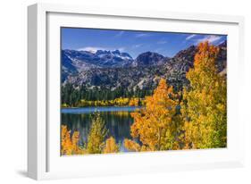 Golden Fall Aspen at June Lake, Inyo National Forest, Sierra Nevada Mountains, California, Usa-Russ Bishop-Framed Photographic Print