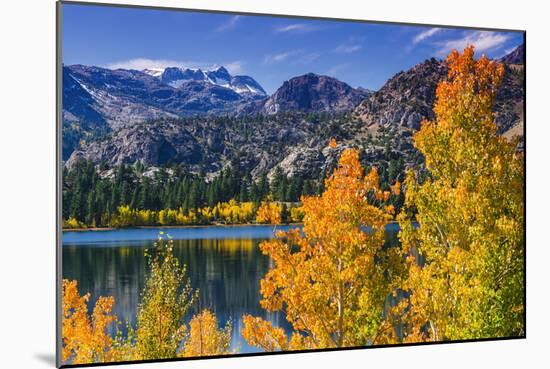 Golden Fall Aspen at June Lake, Inyo National Forest, Sierra Nevada Mountains, California, Usa-Russ Bishop-Mounted Photographic Print