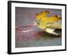 Golden Fall Reflections II-Nicole Katano-Framed Photo