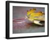 Golden Fall Reflections II-Nicole Katano-Framed Photo