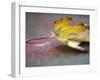 Golden Fall Reflections II-Nicole Katano-Framed Photo