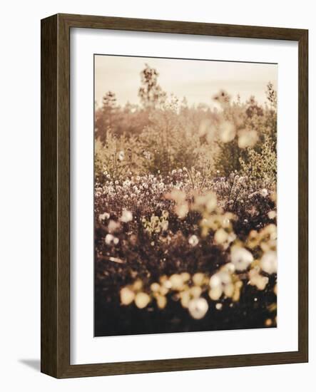 Golden Field-Design Fabrikken-Framed Photographic Print