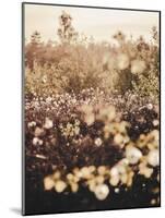 Golden Field-Design Fabrikken-Mounted Photographic Print