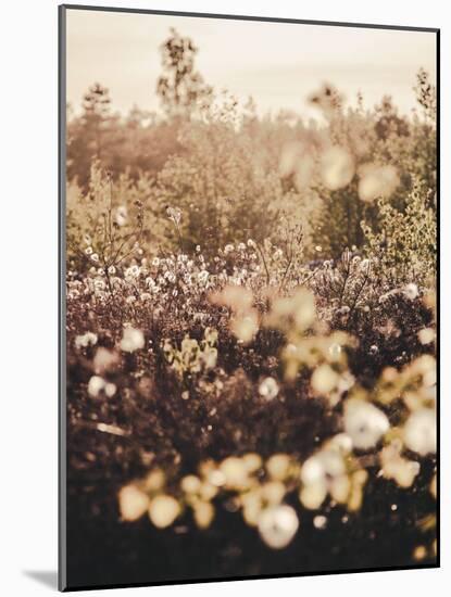 Golden Field-Design Fabrikken-Mounted Photographic Print