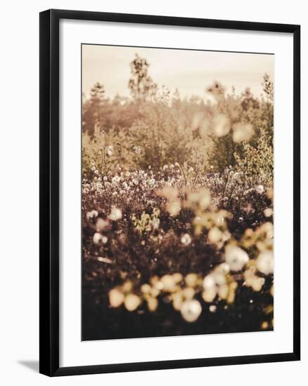 Golden Field-Design Fabrikken-Framed Photographic Print