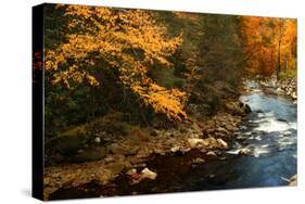 Golden foliage reflected in mountain creek, Smoky Mountain National Park, Tennessee, USA-Anna Miller-Stretched Canvas