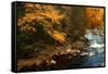 Golden foliage reflected in mountain creek, Smoky Mountain National Park, Tennessee, USA-Anna Miller-Framed Stretched Canvas