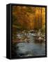 Golden foliage reflected in mountain creek, Smoky Mountain National Park, Tennessee, USA-Anna Miller-Framed Stretched Canvas