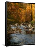 Golden foliage reflected in mountain creek, Smoky Mountain National Park, Tennessee, USA-Anna Miller-Framed Stretched Canvas