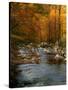 Golden foliage reflected in mountain creek, Smoky Mountain National Park, Tennessee, USA-Anna Miller-Stretched Canvas