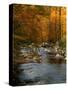 Golden foliage reflected in mountain creek, Smoky Mountain National Park, Tennessee, USA-Anna Miller-Stretched Canvas