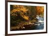 Golden foliage reflected in mountain creek, Smoky Mountain National Park, Tennessee, USA-Anna Miller-Framed Photographic Print