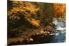 Golden foliage reflected in mountain creek, Smoky Mountain National Park, Tennessee, USA-Anna Miller-Mounted Photographic Print