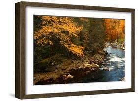 Golden foliage reflected in mountain creek, Smoky Mountain National Park, Tennessee, USA-Anna Miller-Framed Photographic Print