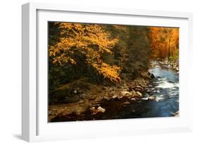 Golden foliage reflected in mountain creek, Smoky Mountain National Park, Tennessee, USA-Anna Miller-Framed Photographic Print