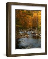 Golden foliage reflected in mountain creek, Smoky Mountain National Park, Tennessee, USA-Anna Miller-Framed Photographic Print