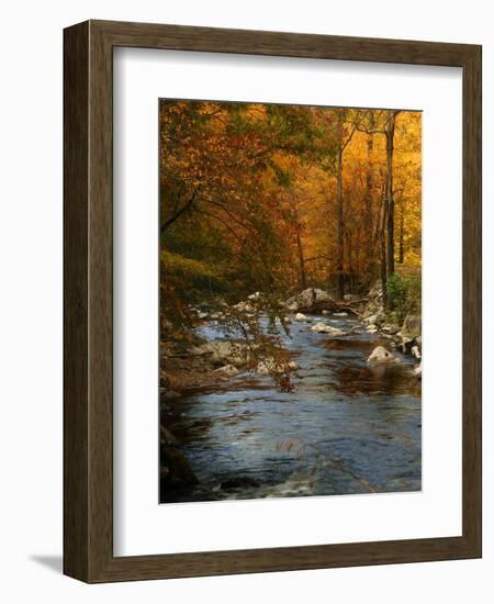 Golden foliage reflected in mountain creek, Smoky Mountain National Park, Tennessee, USA-Anna Miller-Framed Photographic Print