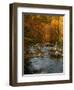 Golden foliage reflected in mountain creek, Smoky Mountain National Park, Tennessee, USA-Anna Miller-Framed Photographic Print